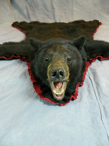 Black bear taxidermy rug mount; Manitoba, Canada
