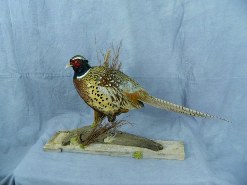 Pheasant taxidermy mount; Groton, South Dakota
