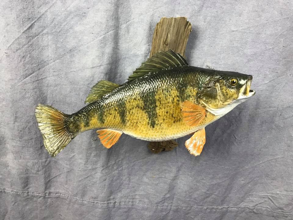 Showpiece Taxidermy: Fish, Walleye, Trout, & Crappie Mounts