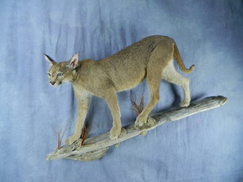 African Caracal lifesize taxidermy mount; South Africa