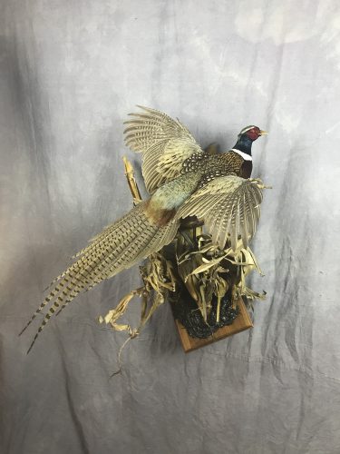 Flying ring neck pheasant taxidermy mount; Aberdeen, SD