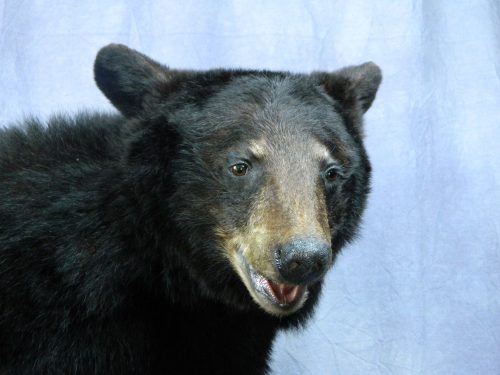 Life size black bear mount (closeup); Manitoba, Canada