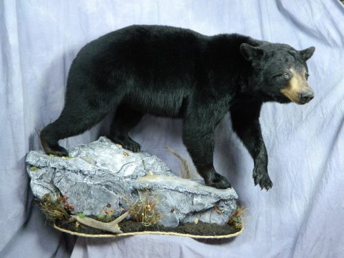 Lifesize black bear floor mount; Manitoba, Canada