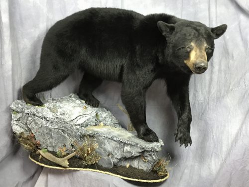 Lifesize black bear mount; Manitoba, Can.