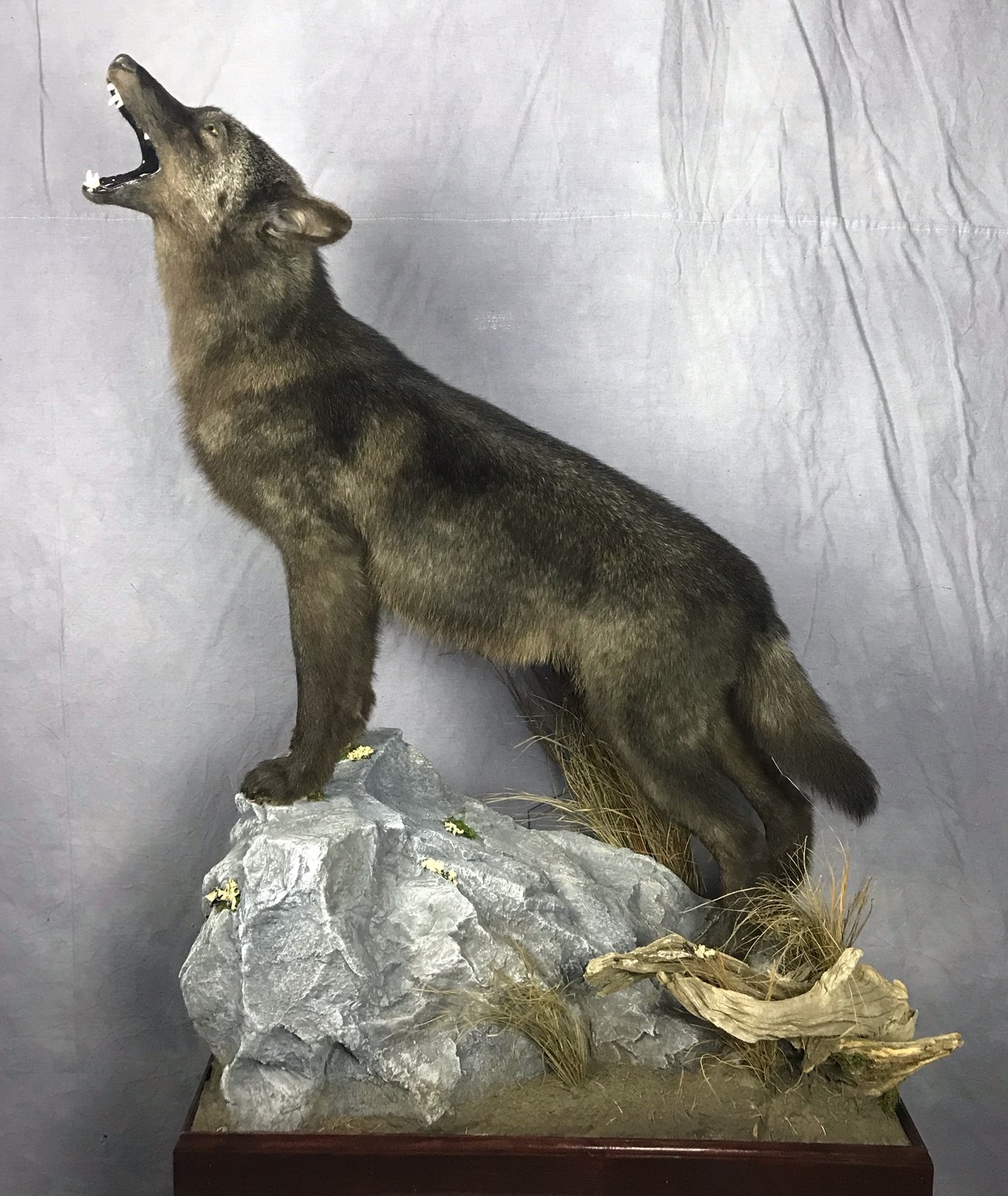 Coyote Howling Life Size Mount #13538 - The Taxidermy Store