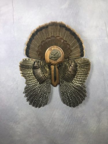 Eastern Turkey Tail Fan and Wing Mount; South Dakota