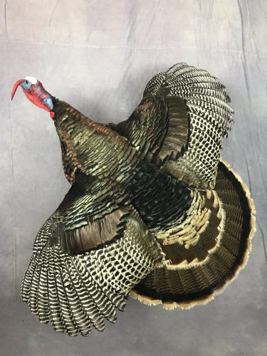 Flying Wild Turkey Mount; Eastern South Dakota
