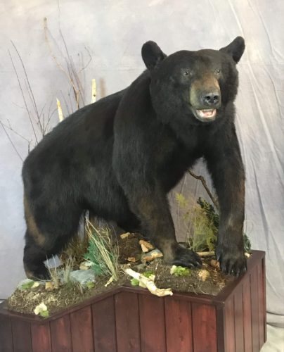 Black Bear Life Size Mount - Manitoba