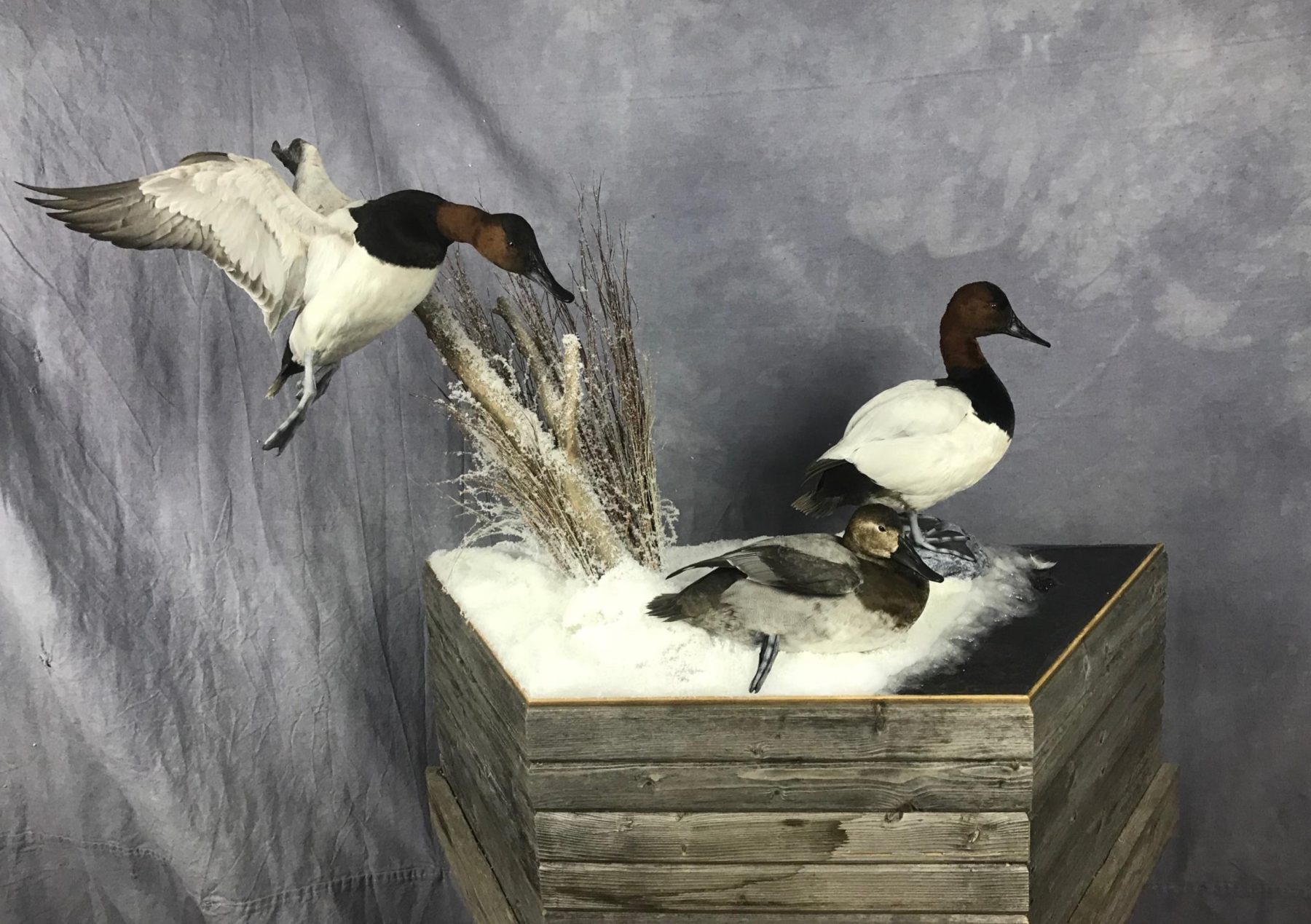 cool duck mounts