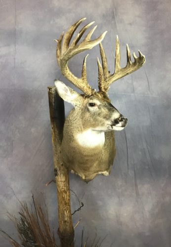 Custom White-Tailed Deer Pedestal Mount Brown County SD (3)