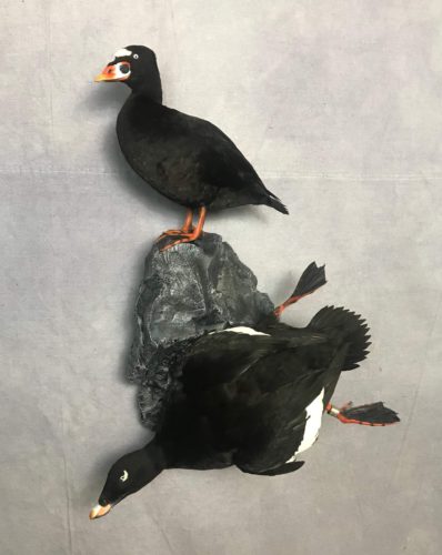 Diving White-Winged Banded Scoter and Surf Scoter Wall Mount