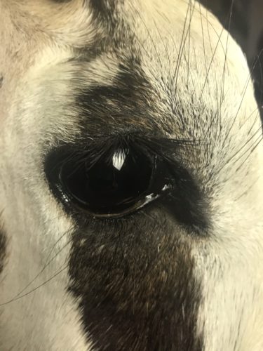 Gemsbok Eye Detail - Texas