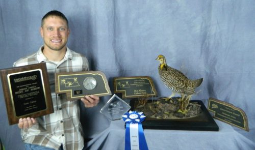 Greater Prairie Chicken Mount; Nebraska Award Winner