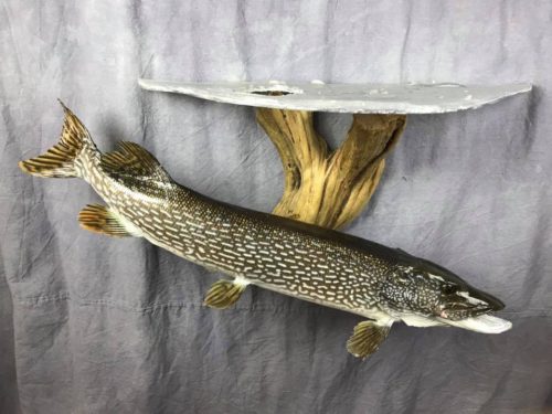 Northern Pike Under Ice Mount - SD