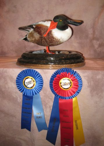 Northern Shoveler Mount; National Taxidermy Competition Award Winner