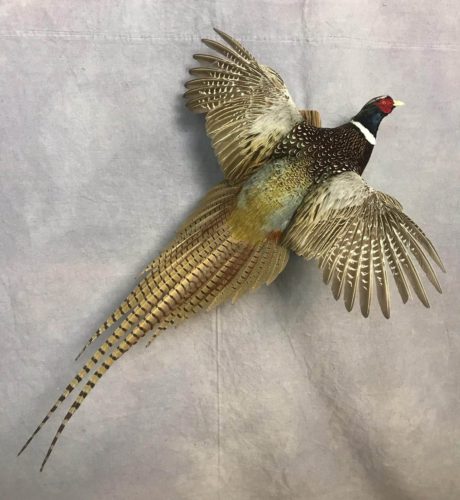 Flying Pheasant Mount - Spink County South Dakota