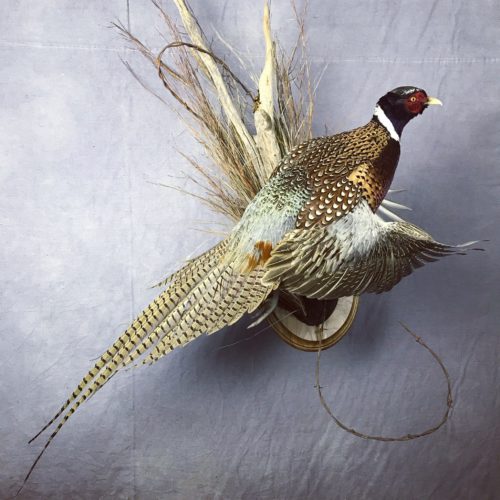 Pheasant - Redfield, SD