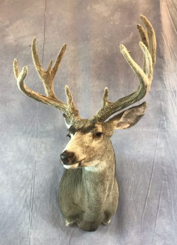Velvet Mule Deer Mount Western South Dakota (1)