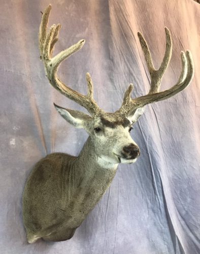 Velvet Mule Deer Mount Western South Dakota (2)