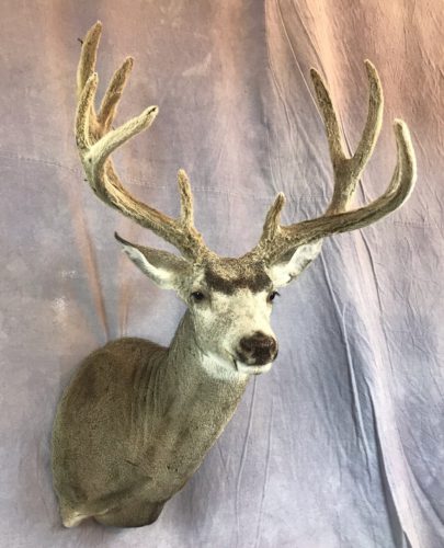 Velvet Mule Deer Mount Western South Dakota (3)