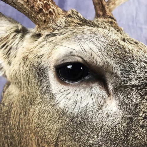 Whitetail Deer Eye Detail